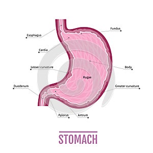 Medical illustration of the human stomach. scheme for textbooks.
