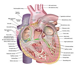 Medical illustration of internal anatomy of human heart