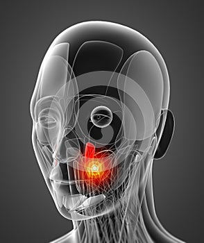 Medical  illustration of the levator anguli oris