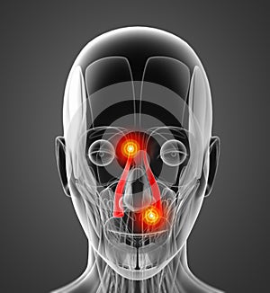 Medical  illustration of the levator labii superioris alaeque