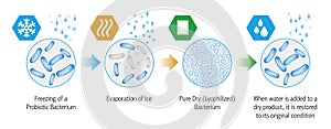 Probiotic Lyophilization Process