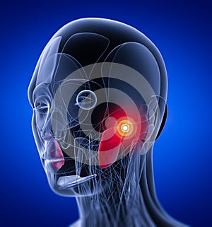 Medical  illustration of the masseter