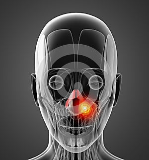 Medical  illustration of the nasalis