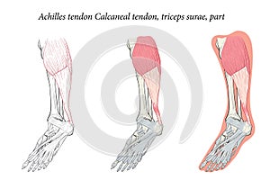 Medical illustration oblique bottom view of Foot Achilles tendon Calcaneal tendon, triceps surae, part. photo