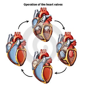 Medical illustration of Operation of the heart valves