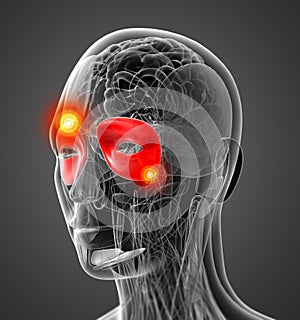 Medical  illustration of the Orbicularis Oculi