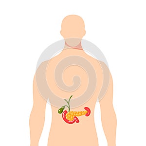 Medical illustration of the pancreas, vector illustration