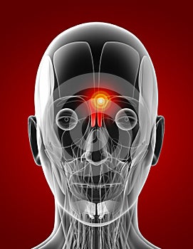 Medical  illustration of the procerus