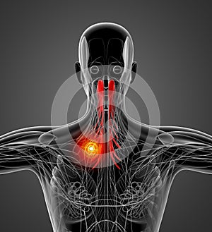 Medical  illustration of the semispinalis capitis