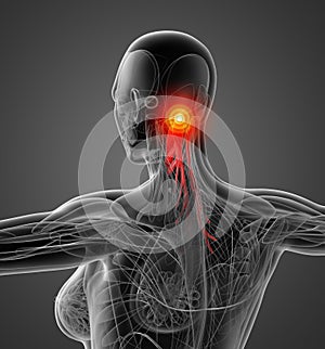 Medical  illustration of the semispinalis capitis