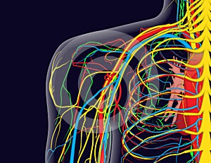 Medical illustration of the shoulder anatomy with nerves, veins and arteries, etc.