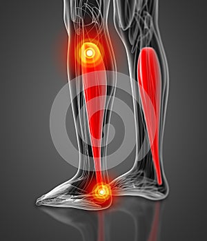 Medical  illustration of the soleus