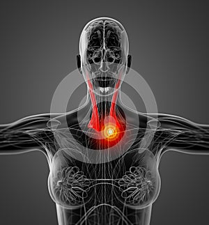 Medical  illustration of the sternocleidomastoideus