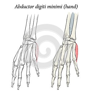 Medical illustration of the superficial muscle of the hand
