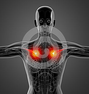 Medical  illustration of the supraspinatus