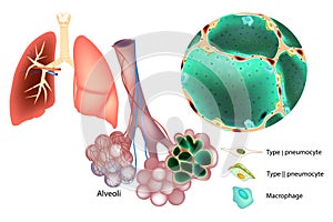 Medical illustration of the Type 1 and 2 pneumocyte cells, Macrophage. Produced Mucins. Lung Tissue and Pulmonary