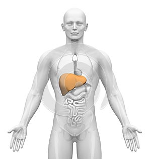 Medical Imaging - Male Organs - Liver