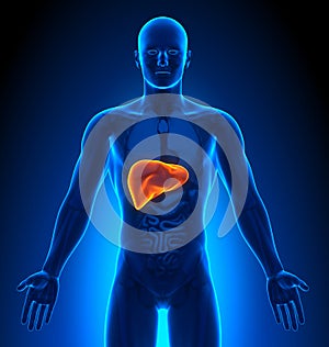 Medical Imaging - Male Organs - Liver