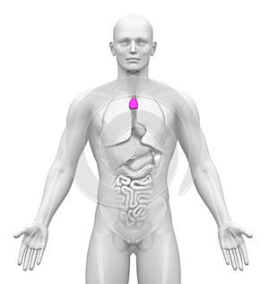 Medical Imaging - Male Organs - Thymus