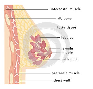Medical Infographic Cross Section of Female Breast. Anatomy of Woman Chest. Mammary gland. Information card. Vector