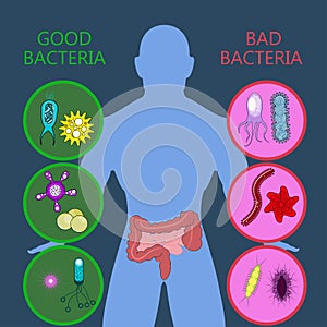 Medical infographic. Intestinal flora gut health vector