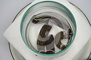 The medical leech close up