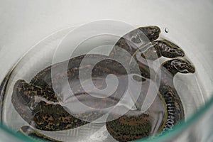 The medical leech close up