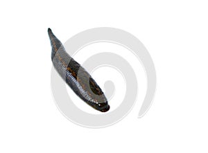 Medical leech isolated on white background close up