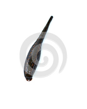 Medical leech isolated on white background close up