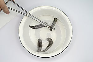 Medical leech on white background