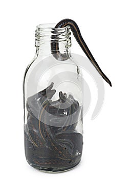 Medical leeches in a glass bottle