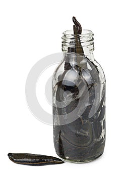 Medical leeches in a glass bottle