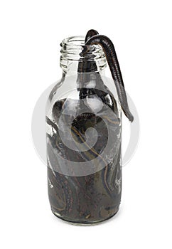 Medical leeches in a glass bottle