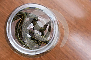 Medical leeches therapy. Hirudo medicinalis in a container with water