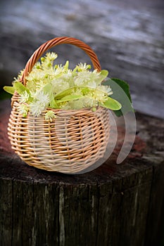 Medical linden flowers in a rustik basket