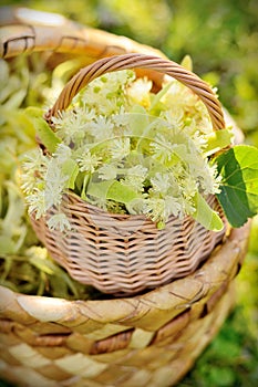 Medical linden flowers in a rustik basket