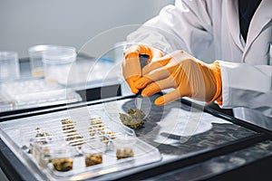 medical marijuana research and study lab, with scientists testing new medications and treatments