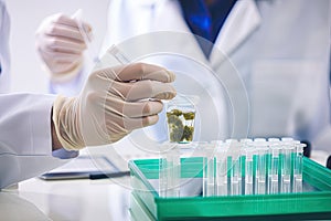 medical marijuana study, with researchers reviewing the benefits and risks of the drug