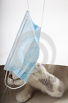 Medical mask for cat. Virus protected cat. Isolated cat at home.