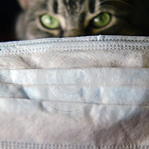 Medical mask and evil eyes of a cat on a black blurred background, selective focus on a protective mask