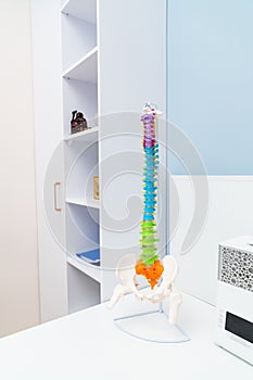 Medical mockup of spine. Human orthopedic of vertebral.