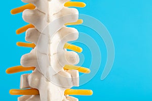 Medical mockup of the thoracic spine on a blue background. Concept of thoracic diseases: osteochondrosis and