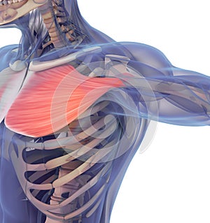 Medical muscle illustration of the pectoralis major.