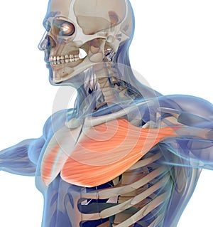 Medical muscle illustration of the pectoralis major.