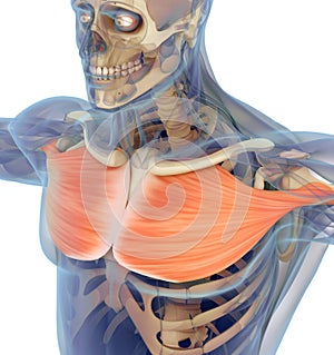 Medical muscle illustration of the pectoralis major.