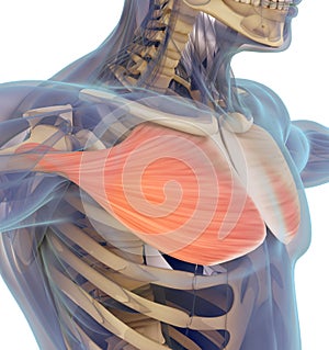 Medical muscle illustration of the pectoralis major.