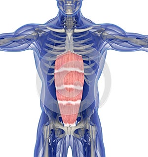 Medical muscle illustration of the rectus abdominis. 3d illustration