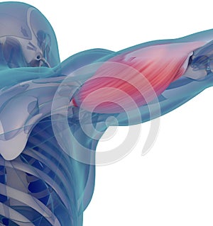 Medical muscle illustration of the triceps. 3d illustration