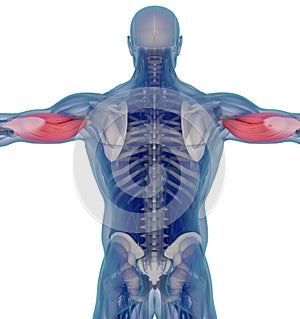 Medical muscle illustration of the triceps. 3d illustration