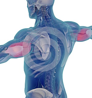 Medical muscle illustration of the triceps. 3d illustration